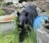 民家の庭に成獣のクマ居座る… 麻酔銃を使って捕獲 人的・物的の被害なし・長野県安曇野市|TBS NEWS DIG