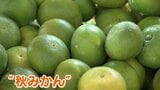 「秋みかん」 暑くて糖度高い一方で…“日焼け”で水分少ないものも 2か月ほど早く出回る「極早生温州みかん」 | 名古屋・愛知・岐阜・三重のニュース【CBC news】 | CBC web