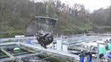 大雨被災乗り越えたサーモンの稚魚が海へ 来年5月の出荷に向け津軽海峡の荒波で育てる 青森県深浦町の養殖施設|TBS NEWS DIG