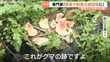 家庭菜園のスイカ全滅…クマが侵入防止フェンス破壊!富山市太田・堀川・婦中で連日出没、専門家『未熟な青い柿やトウモロコシも要注意』対策求める|TBS NEWS DIG
