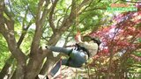 いつもとは違う目線で新緑を楽しむ「ツリークライミング」とは!? 愛媛・松野町の自然を大満喫! | 愛媛のニュース - Nスタえひめ|あいテレビは6チャンネル