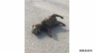 【画像閲覧注意】「黒い犬」かと思ったら...「赤ちゃんクマ」とみられる死体見つかる 用水路で溺れているのを助け保健所の指示で住宅街に放していたクマか | 岡山・香川のニュース | 天気 | RSK山陽放送