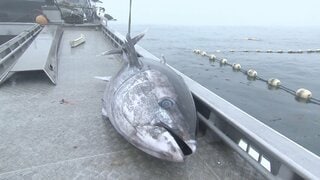 クロマグロ獲れすぎ…売れば10万円も「海に捨てるしかない」 日本提案の漁獲枠25％拡大案、メキシコが直前で別案支持し合意至らず| TBS CROSS DIG with Bloomberg