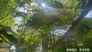【ブランコ毛虫】「上から降ってくる毛虫」の正体は？ 幼虫は「毒針毛」 成虫の鱗粉は「かぶれ」の原因【前編】　|　岡山・香川のニュース | 天気 | RSK山陽放送