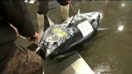 本マグロ最高値は1キロ当たり6000円「今年はマグロに期待しつつサバや