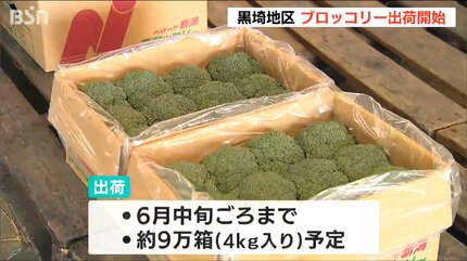 濃い緑色”が新鮮の証 ブロッコリーの出荷始まる 県内7割の生産量誇る