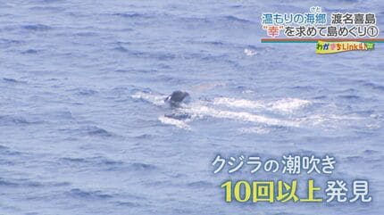 凄い確率で出会える「ウミガメにクジラ」夜は空一面に輝く「星空