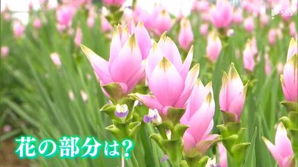バラと同じくらいメインを飾れる」夏の花『クルクマ』トップクラスの