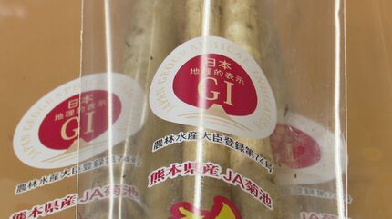 ごぼう 繊維柔らかで調理楽々！「菊池水田ごぼう」の出荷が最盛期 熊本・菊池