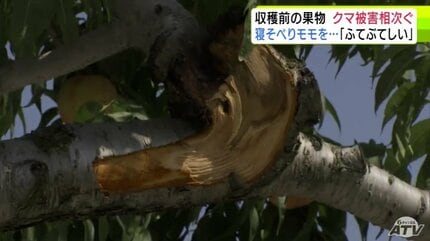 クマの人的被害のあった弘前市でモモの枝折られる被害 先月にはクマも