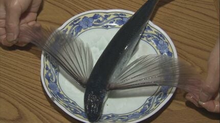 なぜトビウオは飛ぶのか…300メートル滑空することも 伝統漁法「アゴ