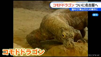 名前は「タロウ」…コモドドラゴンがやってくる！ 名古屋・河村たかし