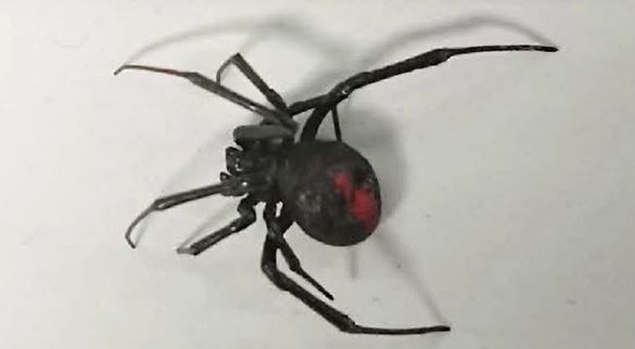 有毒のセアカゴケグモをＪＲの資材置き場で発見「トラックコンテナに付着」県が注意と駆除呼びかけ　　　|　SBC NEWS | 長野のニュース | SBC信越放送