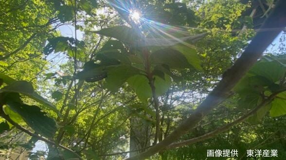 【ブランコ毛虫】「上から降ってくる毛虫」の正体は？ 幼虫は「毒針毛」 成虫の鱗粉は「かぶれ」の原因【前編】　|　岡山・香川のニュース | 天気 | RSK山陽放送