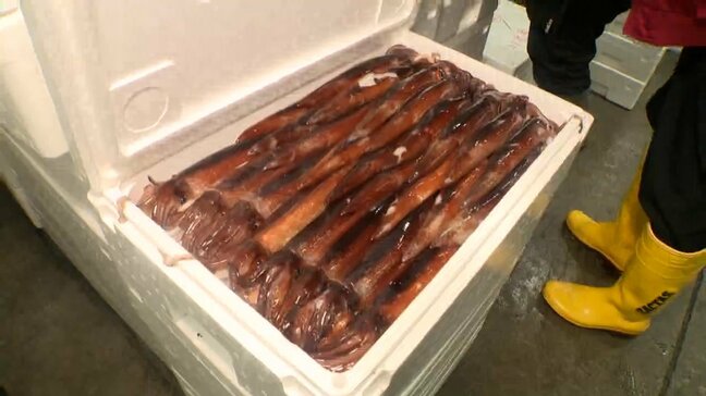 約3週間ぶりに小型スルメイカ漁再開で水揚げ　手放しでは喜べず…漁師「イカがいない」漁のピークが過ぎてしまったとの声も|TBS NEWS DIG