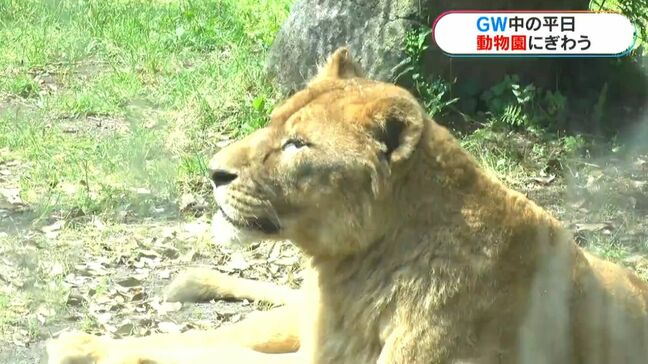 双子のライオンも公開！飛び石のGW…平日も家族連れで平川動物公園にぎわう|TBS NEWS DIG