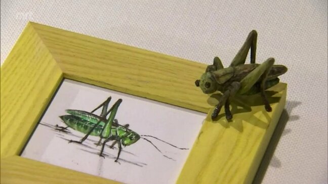 昆虫を題材にした芸術作品を楽しむ 特別展「INSECTS NOBEOKA 驚異の昆虫アート」 延岡城・内藤記念博物館で10月12日まで|TBS NEWS DIG