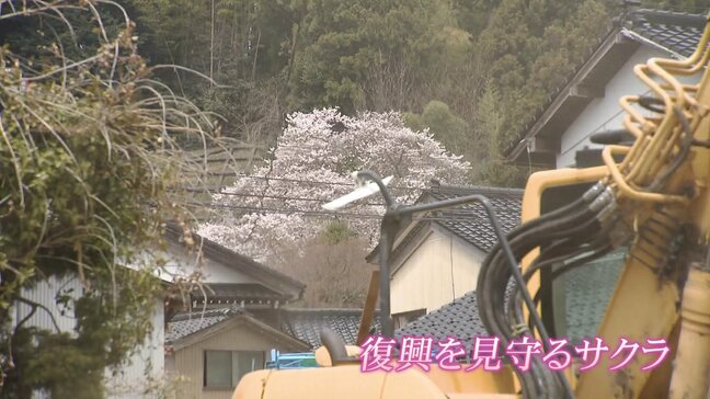 地震被災者の心を癒す一本桜　富山・氷見市【令和のサクラ】|TBS NEWS DIG