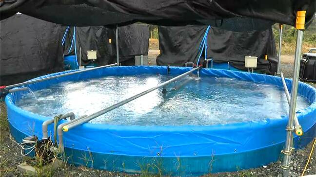 空き地と地下水活用でサーモン陸上養殖　印刷会社が異業種参入　鹿児島|TBS NEWS DIG