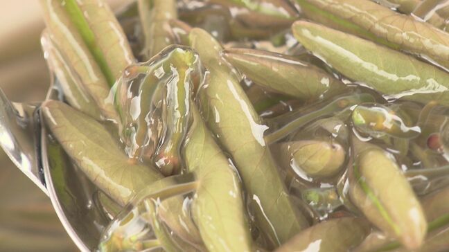 つるっとした食感が特徴！福島県北塩原村でジュンサイの摘み取り体験|TBS NEWS DIG