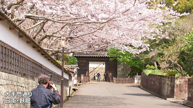 城の風景に映える桜 日南市飫肥・大手門通りと宮崎市高岡町・天ヶ城公園|TBS NEWS DIG