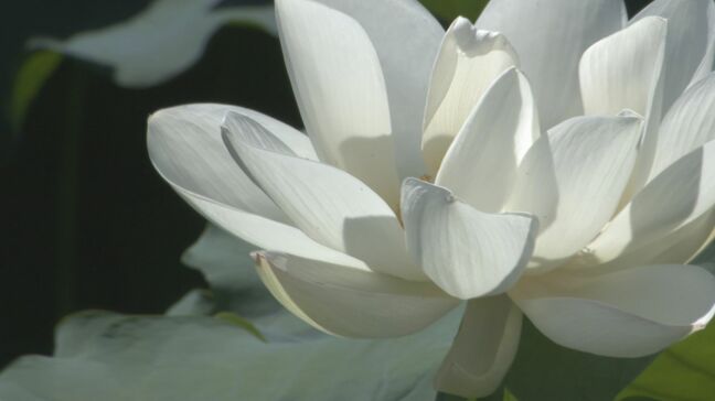 お盆を前に　ハスの花出荷始まる　山口県岩国市|TBS NEWS DIG