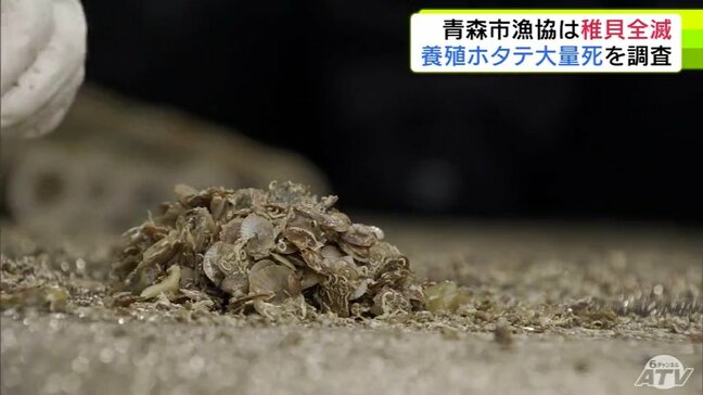 青森市漁協では稚貝が全滅…　大量死の「陸奥湾の養殖ホタテ」生育状況を確かめる青森県の実態調査はじまる　深刻な被害確認　青森市・西 秀記 市長は漁師の生活支援策を検討する考え示す|TBS NEWS DIG