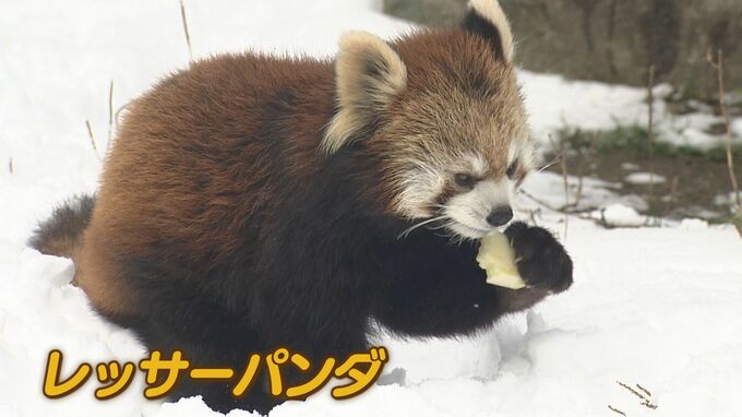 「積雪で観光客困惑も…動物たちは大はしゃぎ」　三連休最終日は宮島・平和公園・動物園も雪化粧　”レッサーパンダ”が新雪に大喜び　好物のりんご食べながら可愛くカメラ目線も　広島|TBS NEWS DIG