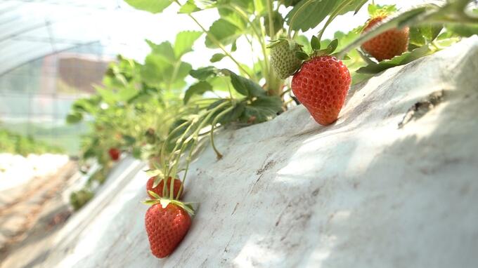JR東日本の新幹線グランクラスでも提供の「下北夏秋いちご」収穫始まる　　|　青森のニュース│ATV NEWS│青森テレビ