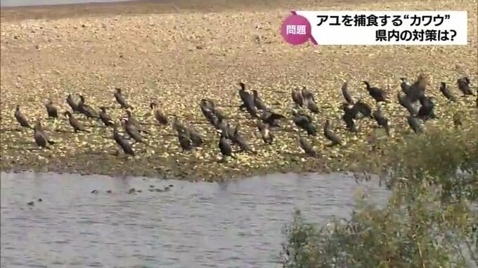 “かかし”に、ドローンで巣にドライアイスを投入して卵を凍結　アユの捕食被害が深刻化　「カワウ」退治の対策あれこれ|TBS NEWS DIG
