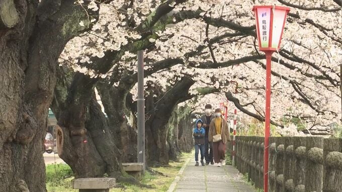 サクラ満開の日曜…生憎の空模様　|　BSSニュース | BSS山陰放送