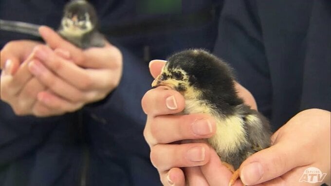 「青森シャモロック」のヒナ45羽を生徒たちが120日間かけて飼育　三本木農業恵拓高校の恒例の実習　2026年もはじまる　けがや病気を防ぐためヒナのくちばしの先端を焼き切る「デビーク」に挑戦|TBS NEWS DIG