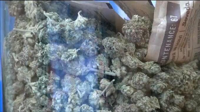 偽リフォーム営業の裏で大麻2キロ所持　押収された大量の乾燥大麻を公開　販売目的とみて捜査　宮城　|　宮城のニュース│tbc NEWS│tbc東北放送