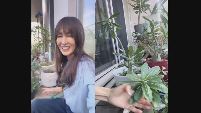 工藤静香さん　「種から育てたアデニウム」　愛情たっぷりに観葉植物を紹介　「この幹の太さ　ほら！…ポニョんとしている」|TBS NEWS DIG