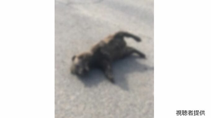 【画像閲覧注意】「黒い犬」かと思ったら...「赤ちゃんクマ」とみられる死体見つかる　用水路で溺れているのを助け保健所の指示で住宅街に放していたクマか　|　岡山・香川のニュース | 天気 | RSK山陽放送