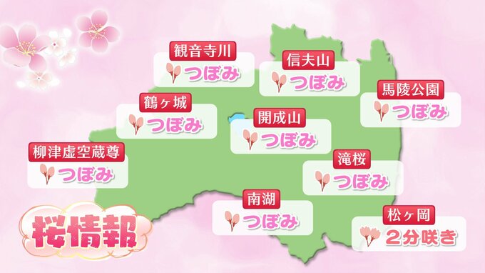 【サクラ開花情報】福島県内の桜の状況は？【2日午後2時現在・TUF調べ】|TBS NEWS DIG