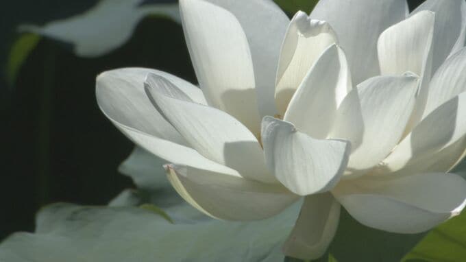 お盆を前に　ハスの花出荷始まる　山口県岩国市|TBS NEWS DIG