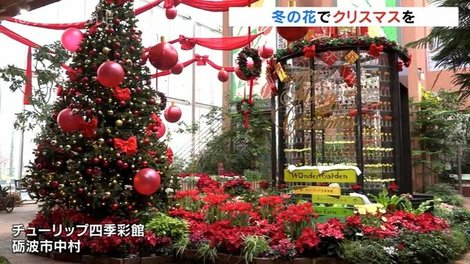 冬を華やかに　ポインセチアで彩るクリスマス　チューリップ四季彩館　富山・砺波市|TBS NEWS DIG