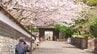 城の風景に映える桜　日南市飫肥・大手門通りと宮崎市高岡町・天ヶ城公園　|　MRTニュース ｜ ＭＲＴ宮崎放送