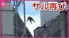 サル再び街中に現る　５階建ての屋上から屋上へ　見かけても近づかないで　広島　|　RCC NEWS | 広島ニュース | RCC中国放送