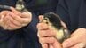 「青森シャモロック」のヒナ45羽を生徒たちが120日間かけて飼育　三本木農業恵拓高校の恒例の実習　2026年もはじまる　けがや病気を防ぐためヒナのくちばしの先端を焼き切る「デビーク」に挑戦　|　青森のニュース│ATV NEWS│青森テレビ