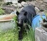 民家の庭に成獣のクマ居座る… 麻酔銃を使って捕獲 人的・物的の被害なし　|　SBC NEWS | 長野のニュース | SBC信越放送