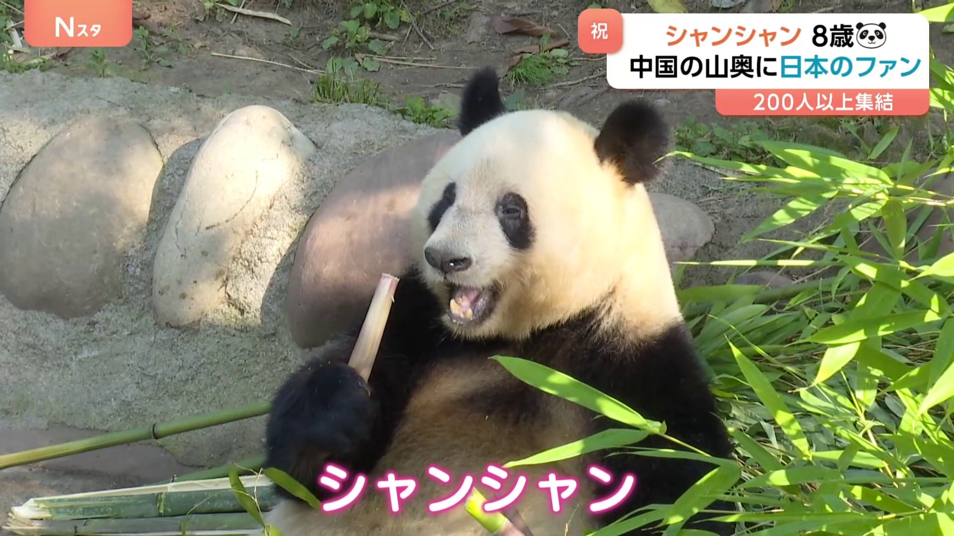 中国の山奥に日本人が行列！「上野生まれのパンダ」シャンシャンが8歳