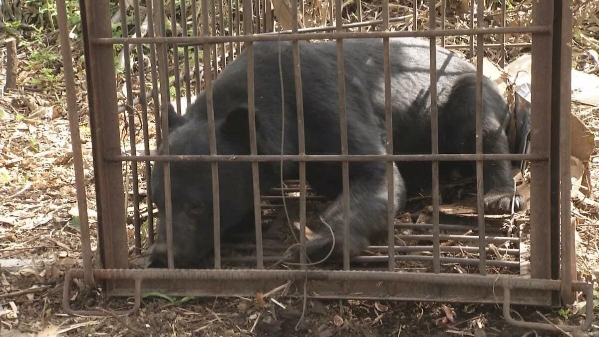 速報】鶴岡公園でクマ目撃 北に移動したとの情報で警察が