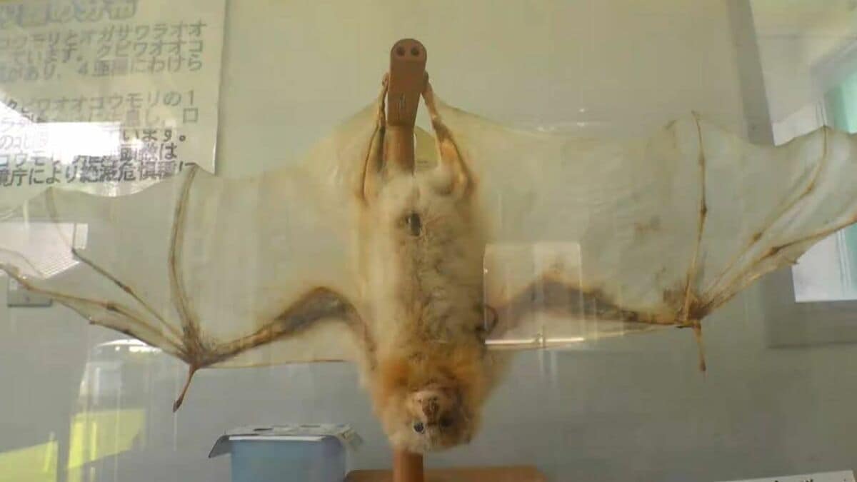 (専用)ダイオウコウモリ 68441 BULLYLAND コウモリ 子｜動物・恐竜フィギュアのZOOO!