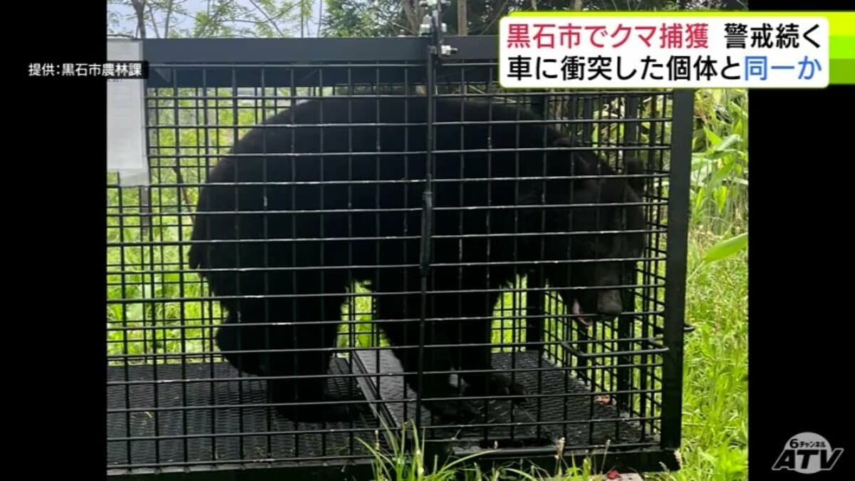 黄色いくまさん　青森岩木山採取　あけび蔓　150cm～ 20kg　2 クマ捕獲】体長約1mで3～4歳の雌のクマ 目撃情報相次いだ黒石市で捕獲