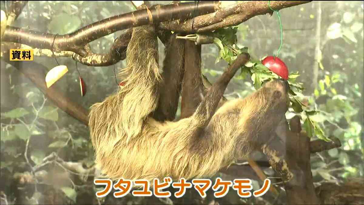 一生のほとんどを木の上で過ごす「フタユビナマケモノ」八木山動物公園