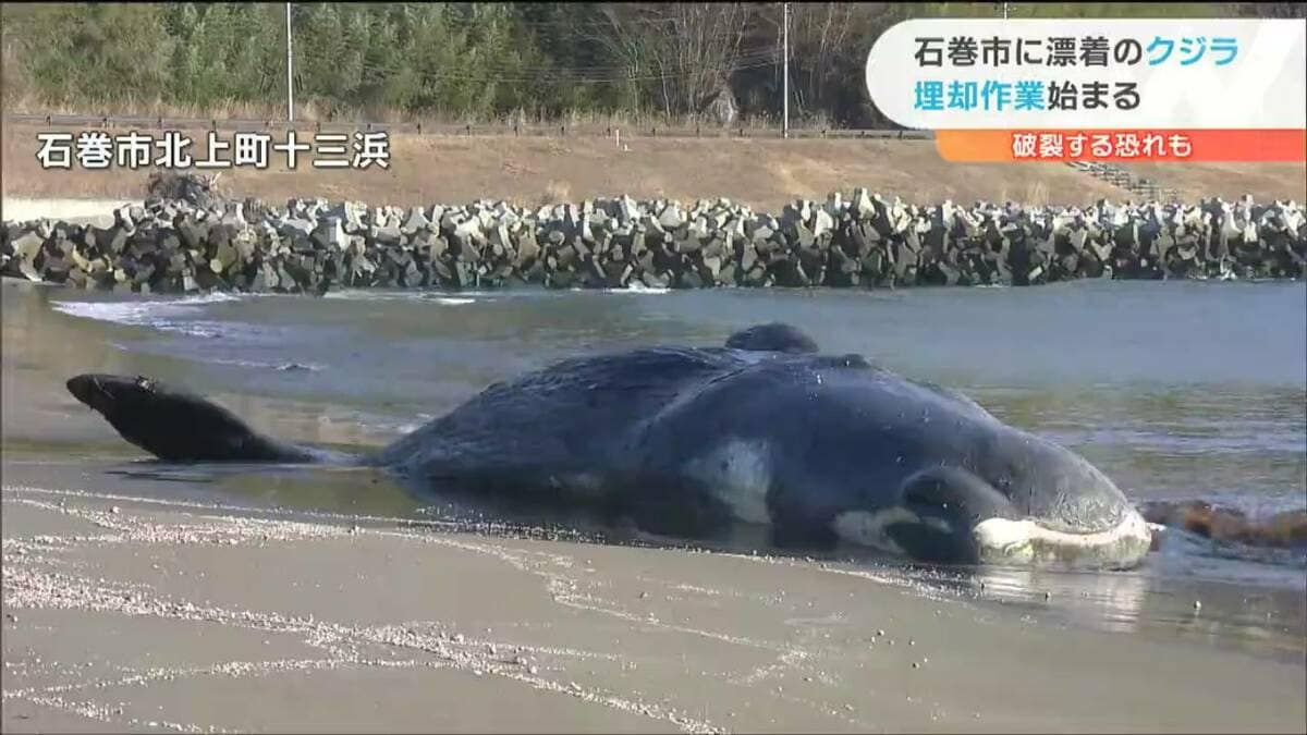 大阪湾のクジラ死亡 漂着クジラ「むやみに触らない近よらない」と専門