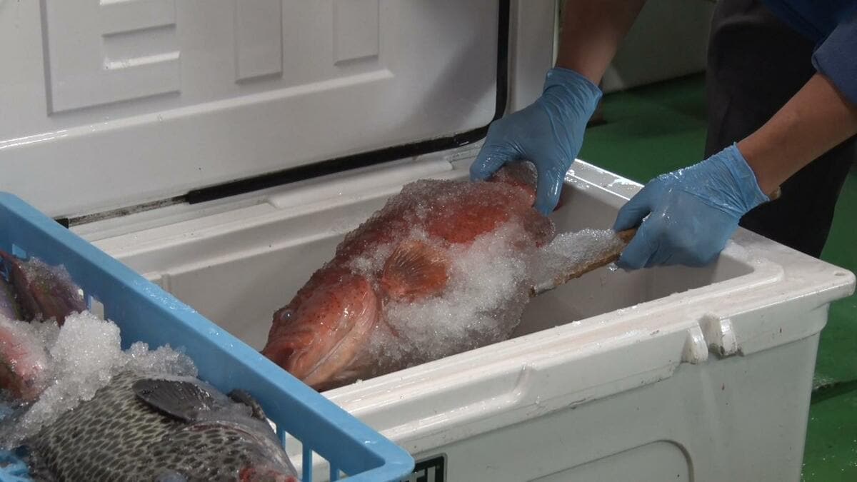 直径0.05ミリのシャーベットアイスと新梱包材が鮮度の常識を変える　遠隔地から新鮮な魚を全国へ「高鮮度輸送プロジェクト」