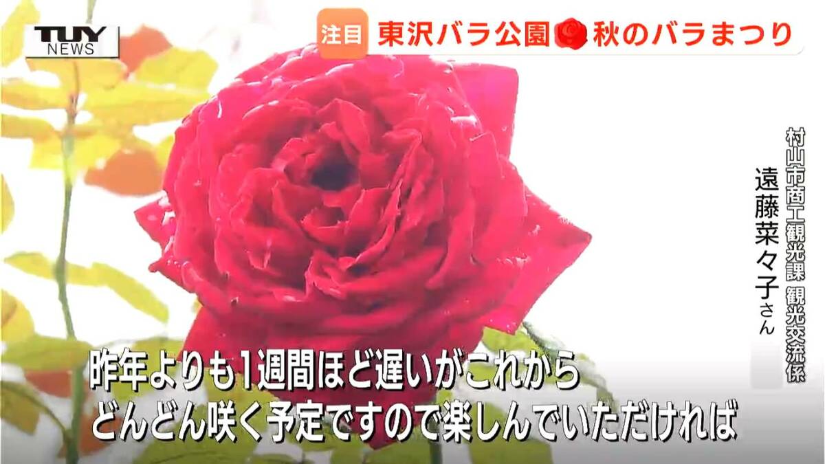 雨に濡れても美しい！ 東沢バラ公園で「秋のバラまつり」スタート 週末
